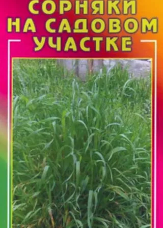 Сорняки на садовом участке